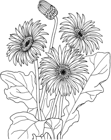 African Daisy Gerbera Jamesonii Coloring Page